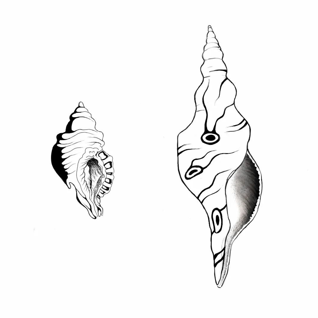 tatuaggio disponibile, due conchiglie 